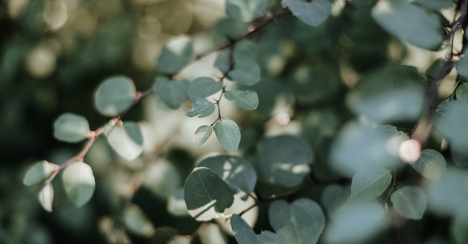 Mental Health Therapeutic and Counselling Services