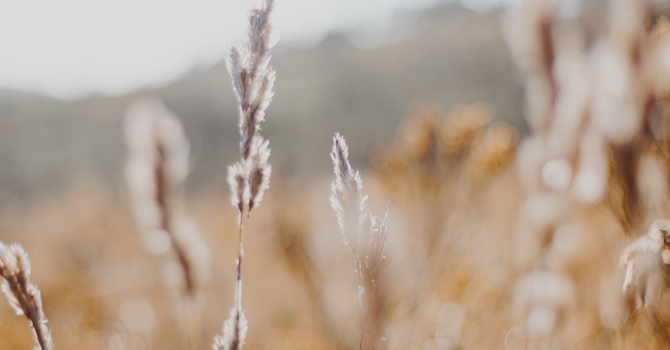 Mental Health Therapeutic and Counselling Services