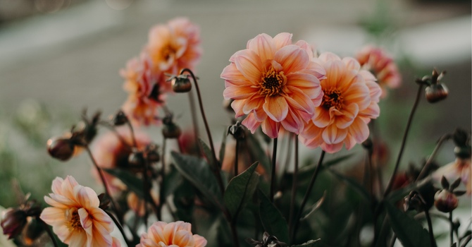 Mental Health Therapeutic and Counselling Services